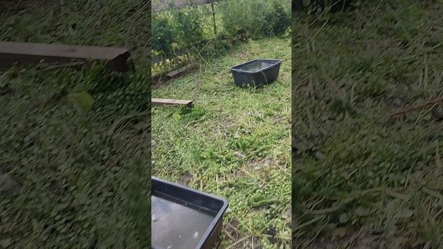 Перед сном обхожу хозяйство. В гостях у гусей 🪿