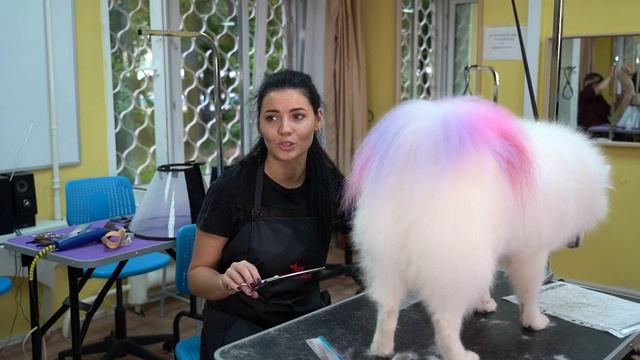 Груминг зоомагазин смотреть онлайн