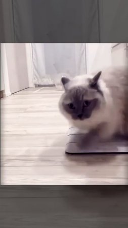 Калабок с мышкой на кота
