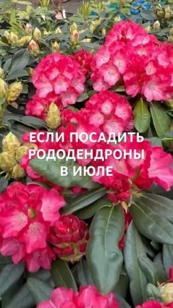 Если посадить рододендроны в июле? Читайте подробнее в описании.