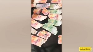 ХОЗЯЕВА, КОТОРЫЕ ЯВНО ПОЖАЛЕЛИ, ЧТО ЗАВЕЛИ КОТА