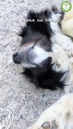 Сегодня Международный день собак! 🐾  
Хотим отметить и поздравить нашу незаменимую Акиту
