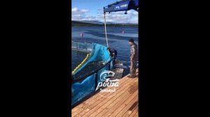 Рыбонасос Pescavac 8. Перекачка форели 2,5кг