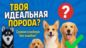 Как выбрать собаку и не пожалеть!