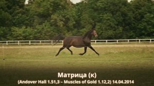 Матрица (к) (Andover Hall 1.51,3 – Muscles of Gold 1.12,2) 14.04.2014