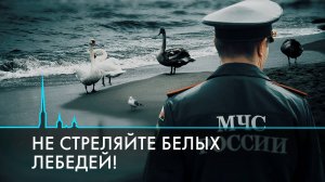 Спасение животных и птиц. Когда человек – последняя надежда