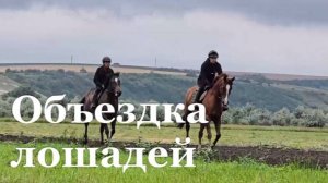 На Деркульском конном заводе начали объездку молодых лошадей