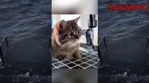 СМЕШНЫЕ ПРИКОЛЫ! ОТБОРНЫЙ ЮМОР!