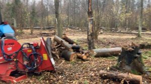 расчистка лесного массива от ветровальных елок и сосен после нашествия короеда