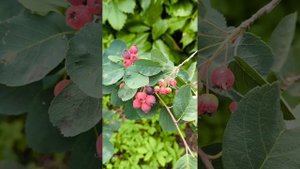 ИРГА. Сорт и Вид, отличия по размеру ягоды