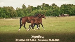 Жеребец (Brooklyn Hill 1.52,6 – Аннушка) 16.02.2025