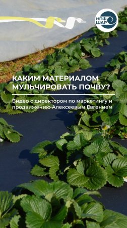 Чем мульчировать почву и зачем это нужно? 🌱🌤️