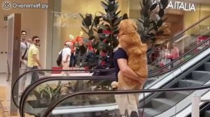 Пёс боится эскалатора