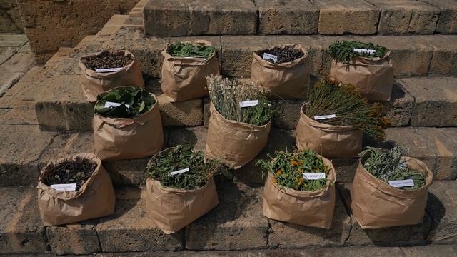 Использование лекарственных растений в годы Великой Отечественной войны смотреть онлайн