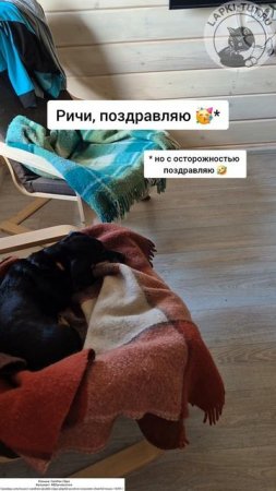 день собак