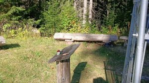 Цилиба. у024.сентябрь. могила св.Димитрия Цилибинского