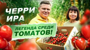 414. Легенда среди томатов - черри Ира