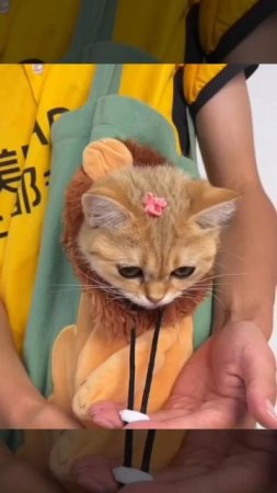 🐾✨ Сумки для перевозки животных: комфорт и безопасность для вашего пушистого друга! ✨🐾