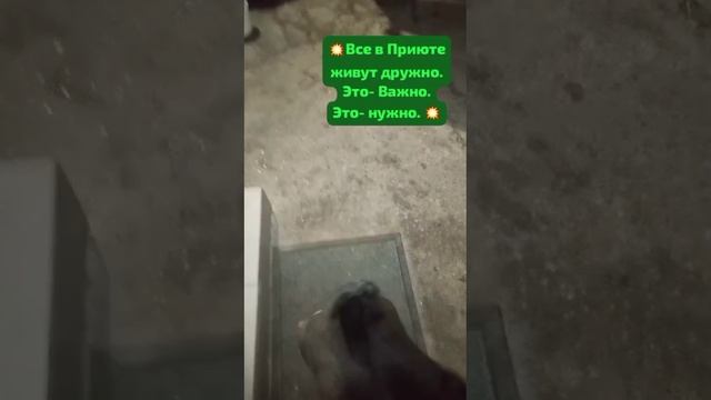 Тихий вечер наступил. Всех животных успокоил и в постельки уложил.