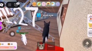 Прохождение ивента в игре с котятами роблокс