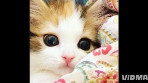 🌹🌸танцуй если знаешь этот тренд 2025 года 🦋🌷