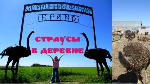 Страусиная ферма в Чувашии, Моргаушский район, 1 Серия