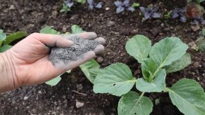 Капуста закручивает невероятно крупные и крепкие кочаны после этой подкормки в июле.