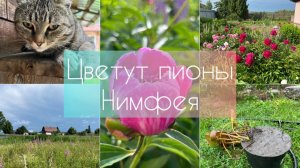 Цветут пионы. Нимфея