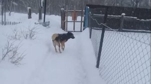 Жизнь в деревне. Хроника дня - Зимним днём !