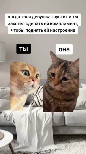 Котики учат делать комплименты 😺