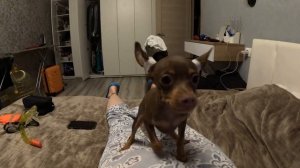 Не заводите собаку, пока не посмотрите это видео! Русский той терьер  #тойтерьер #русскийтой