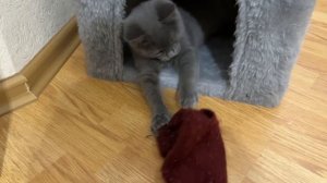 Все игрушки я растерял, украл носок зимний хихк)