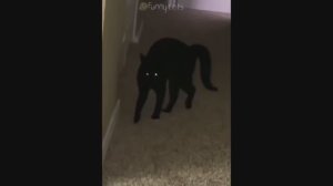 Смешные Коты #8