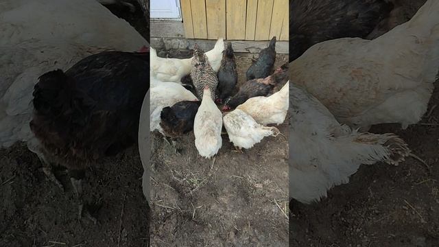 Плотный обед у кур🐔 Собираю яйца 🥚 Одна курица отправляется в ШИЗО 🤠