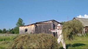 Готовлю сено для овец.