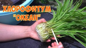 ХЛОРОФИТУМ Океан. Высадка деток в питательную смесь.