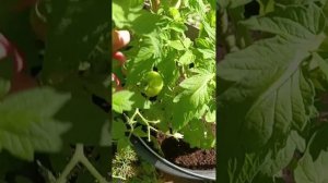 Утренний обход территории 🌺🌴Помидорки начинают созревать 🍅