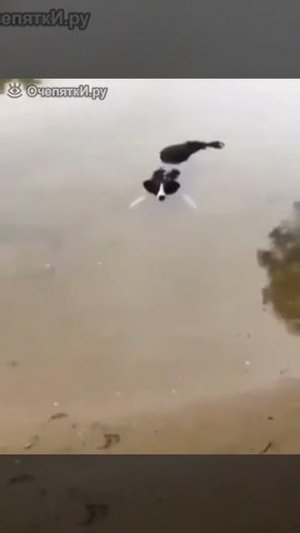 Я похож на крокодила
