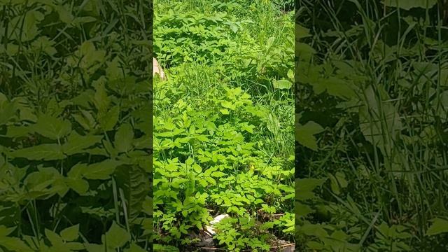 котик гуляет