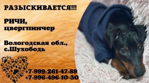Пропала собака! РИЧИ, цвергпинчер. Вологодская обл., с.Шухободь.