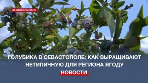 Голубика в Севастополе: как выращивают нетипичную для региона ягоду