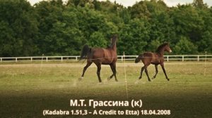 М.Т. Грассина (к) (Kadabra 1.51,3 – А Credit to Etta) 18.04.2008