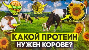 Какой протеин нужен корове?