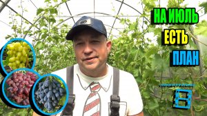 ПЛАН РАБОТ С ВИНОГРАДОМ НА ИЮЛЬ, ГОТОВИМСЯ К УРОЖАЮ. СЕВЕРНЫЙ ВИНОГРАДНИК 25-25