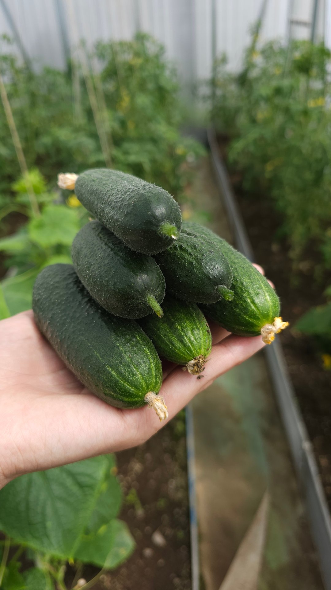 огурцы попёрли 🥳🥳🥳 смотреть онлайн