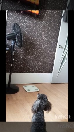 "Когда пёс смотрит телевизор и реагирует точнее, чем ты!"🐕📺❤️🔥