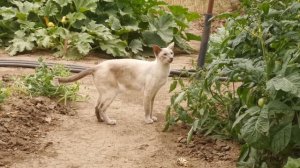 Котэ изучает помидоры