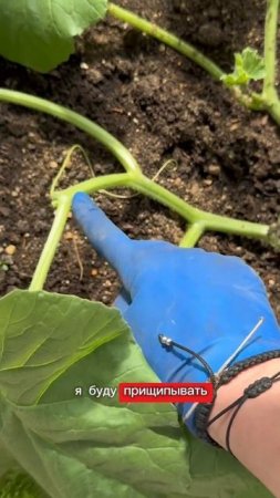 На дыне плоды завязываются на пасынках второго уровня