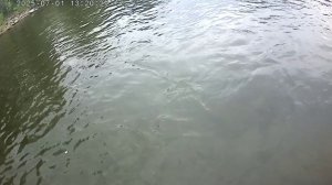 Рыбалка на хариуса . Нам ещё учиться и учиться !!!