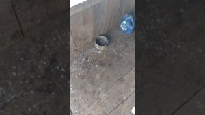 с собакой